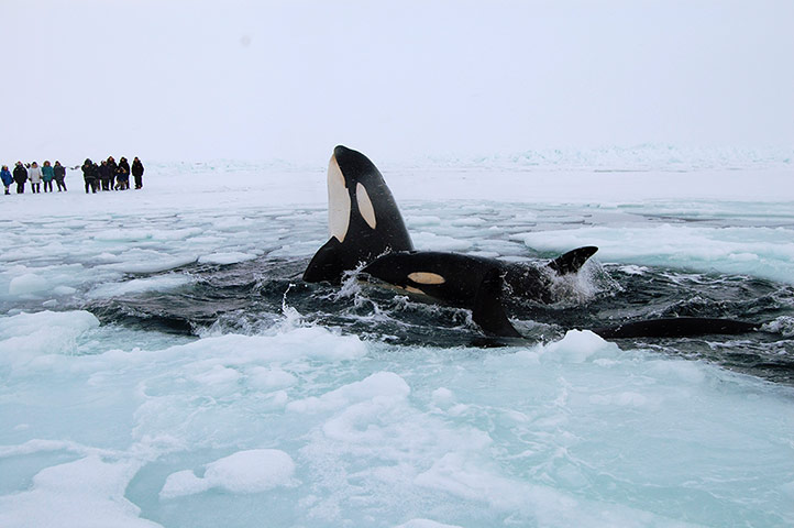 Penguins in Antarctica: Three killer whales trapped in ice in Hudson Bay