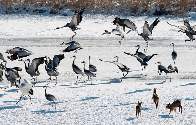 Penguins in Antarctica: Winter Wildlife in Cheorwon County