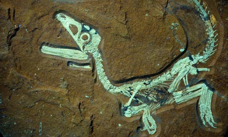 Sensational fossil found in Germany