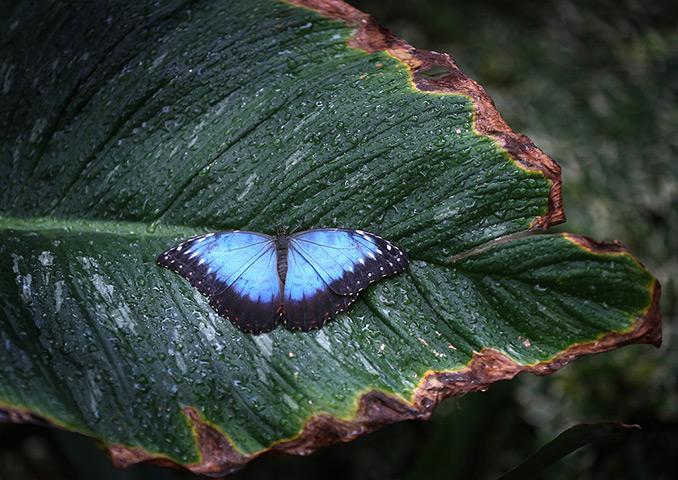 24 hours in pictures: A Blue Morpho butterfly 