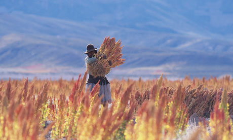 Quinoa harvest in Bolivia