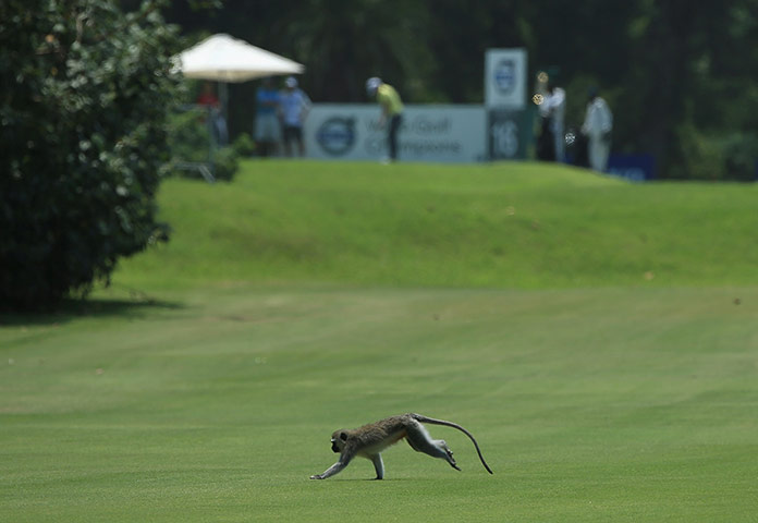 Best of the week: A monkey runs across a fairway 