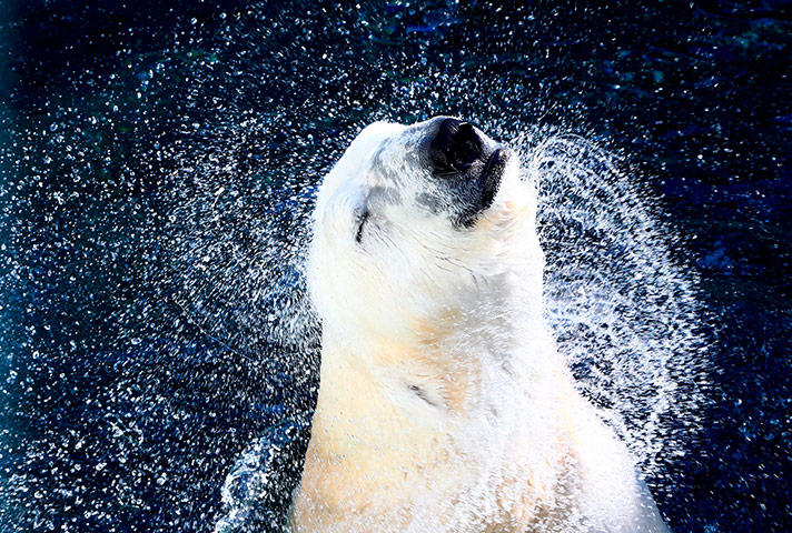 20 Photos: A polar bear cools off