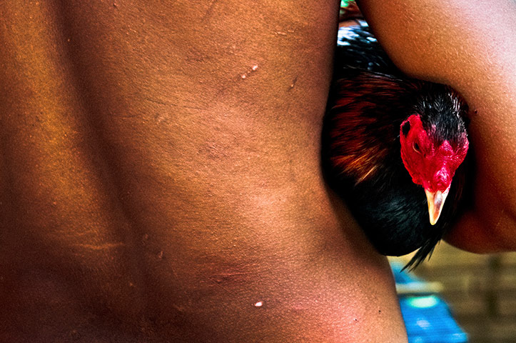 24 hours: Cockfight in Colombia