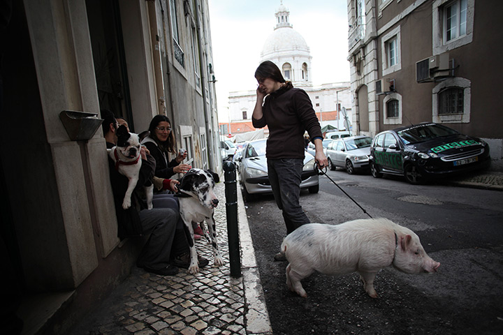 24 hours in pictures: Claudia Botas walks her pig