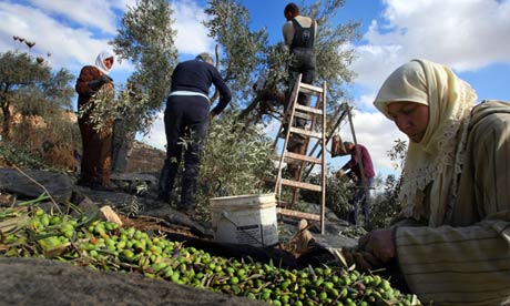 West Bank olive crop