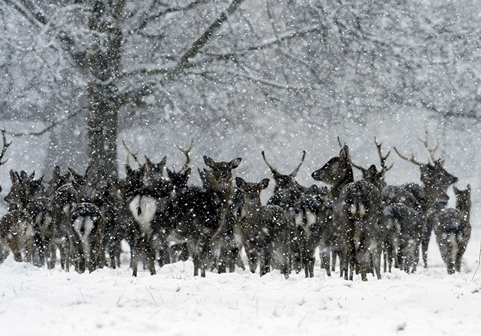 Snow over UK: Snow at Studley Royal, North Yorkshire, Britain - 14 Jan 2013