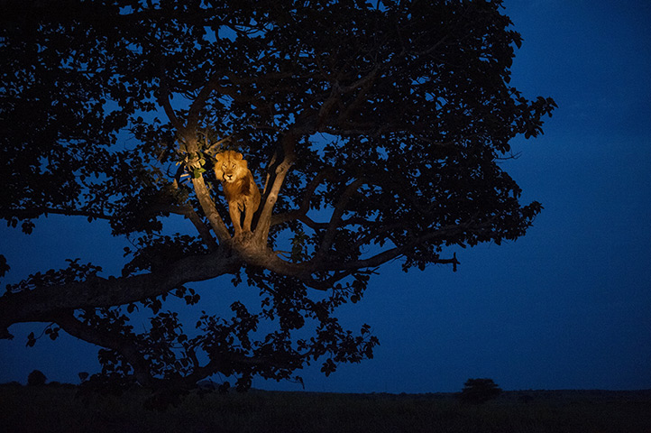 National Geographic: UGANDA A lion climbs a tree to sleep, in Queen Elizabeth Park