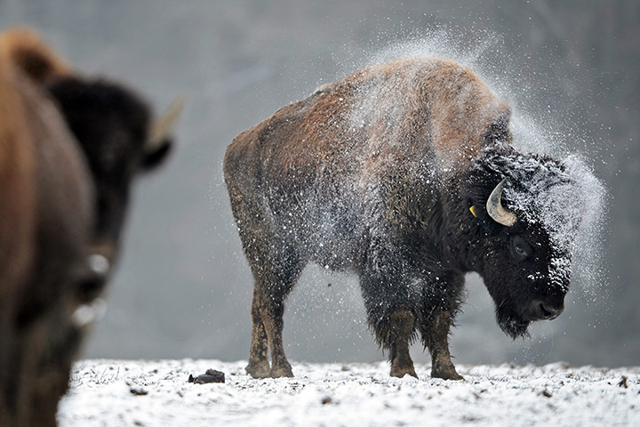 24 hours: Erlenmoos, Germany: A bison bull shakes snow from its coat