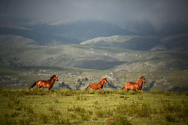 24 hours: Tucuman, Argentina: Horses run during the Stage 9 of the Dakar 2013 rally