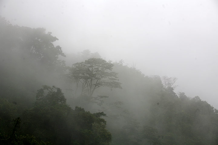 Amazon deforestation: cloud forest preservation