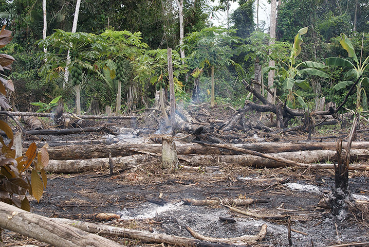 Amazon deforestation: cloud forest preservation