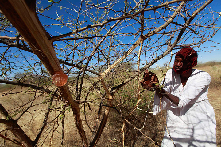 Sudan gum arabic: A farmer collects gum arabic from an acacia tree