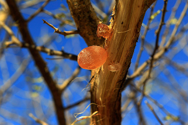 Sudan gum arabic: Gum arabic is seen on an Acacia trees