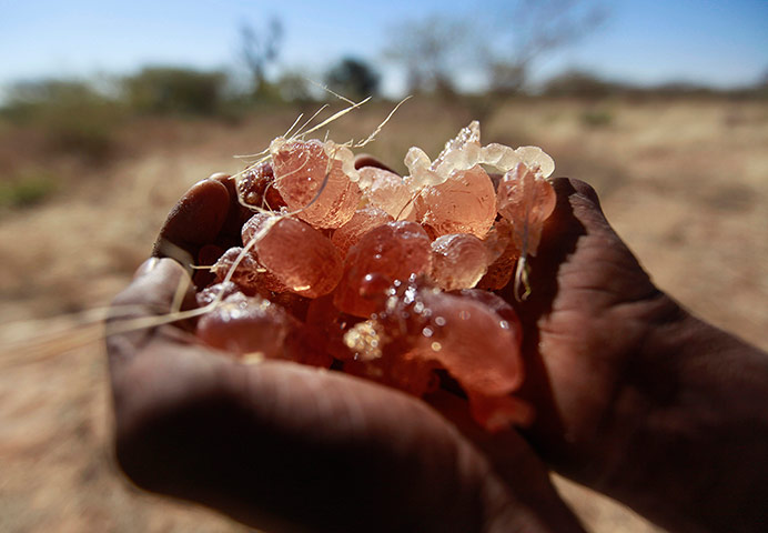 Sudan gum arabic: A farmer carries collected gum arabic from an Acacia tree 