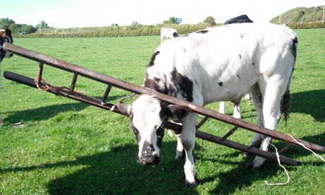 Cow with head stuck in ladder