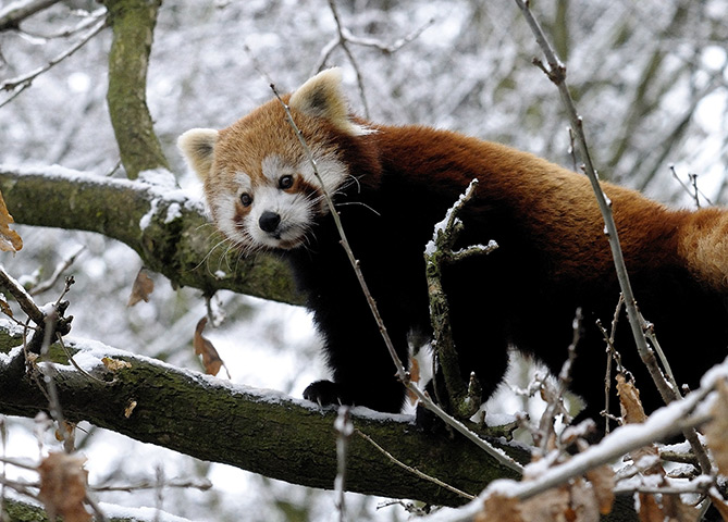 snow in uk: Winter weather Jan18th
