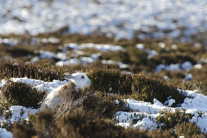 Week in Wildlife: White Hare in Cairngorms, Scotland 