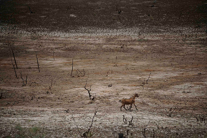 Week in Wildlife: A goat runs across the dry lakebed of the Cocorobo Dam , Brazil