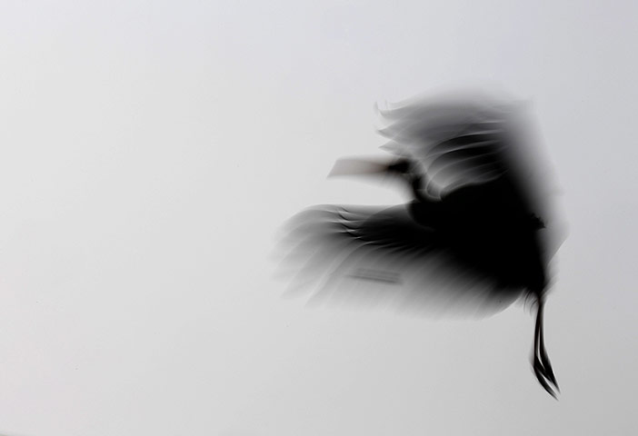 Week in Wildlife: A Painted Stork pictured in slow shutter  speed flies  in New Delhi