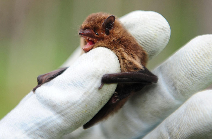 Week in Wildlife: Garden wildlife reduction