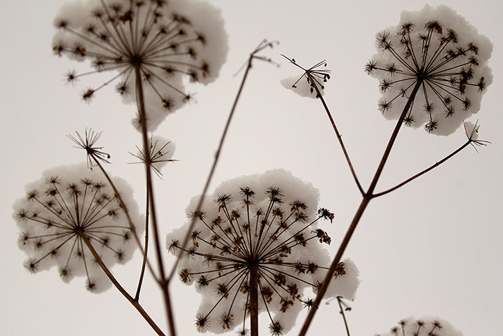 Week in Wildlife: Snow-covered flowers are pictured in the western city of Hamm