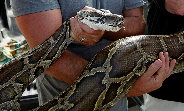 Week in Wildlife: A previously captured 13-foot Burmese python  in the Everglades