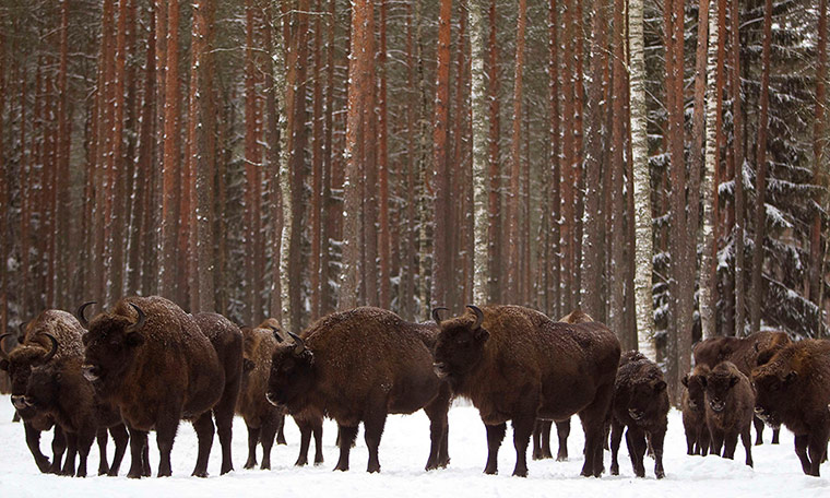 Week in Wildlife: Bisons are seen at a forest in Nalibokskaya Forest Reserve, Belarus
