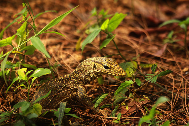 Week in Wildlife: World News - Jan. 6, 2013