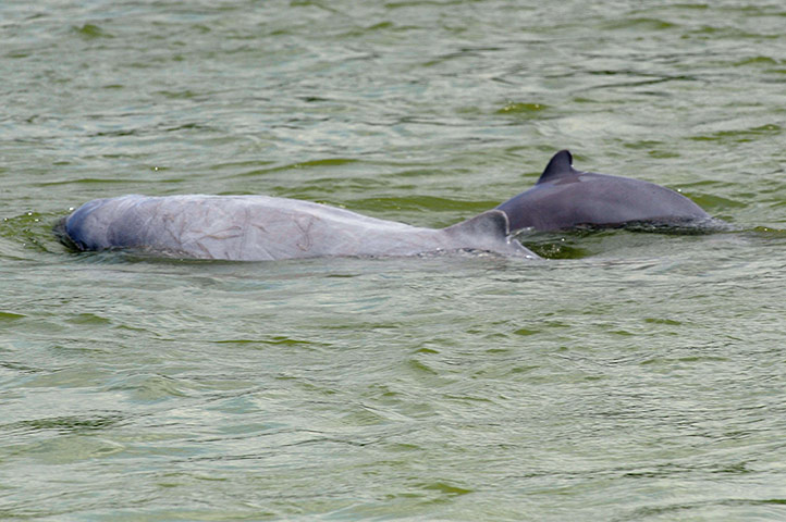 Week in Wildlife: dolphins in the Mekong river in Kratie province, Cambodia