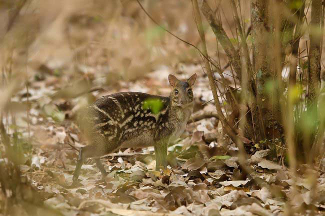 Week in Wildlife: Ecology and behaviour of the Indian Chevrotain 