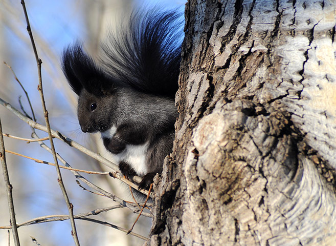 Week in Wildlife: A grey squirrel, in Heihe City, Heilongjiang China