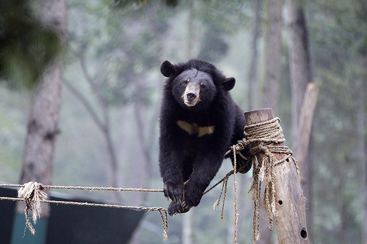 Week in Wildlife: Vietnam bear rescue centre faces eviction