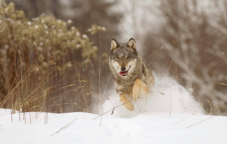 Week in Wildlife: Tamed wolf runs in a field near the remote village of Sosnovy Bor