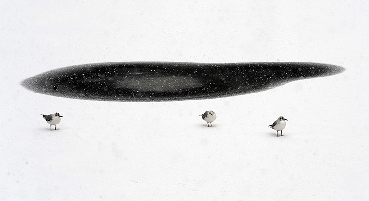 uk weather: Gulls sit on an icy lake at St James's Park in London 