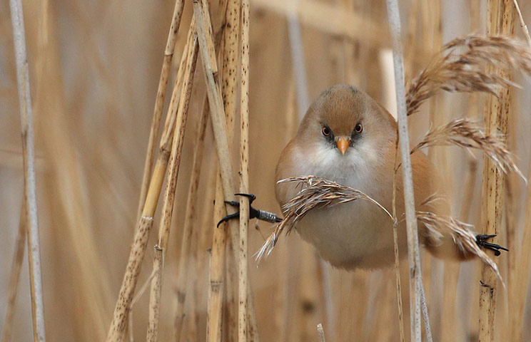 Week in Wildlife: First Inner London Sighting Of Rare Bearded Tit