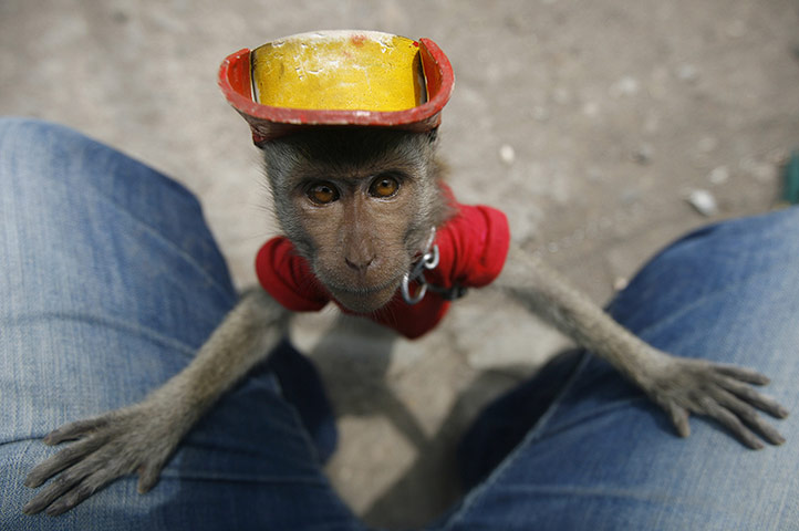 20 Photos: A nine-month-old macaque performs by side of road in Surakarta, Indonesia