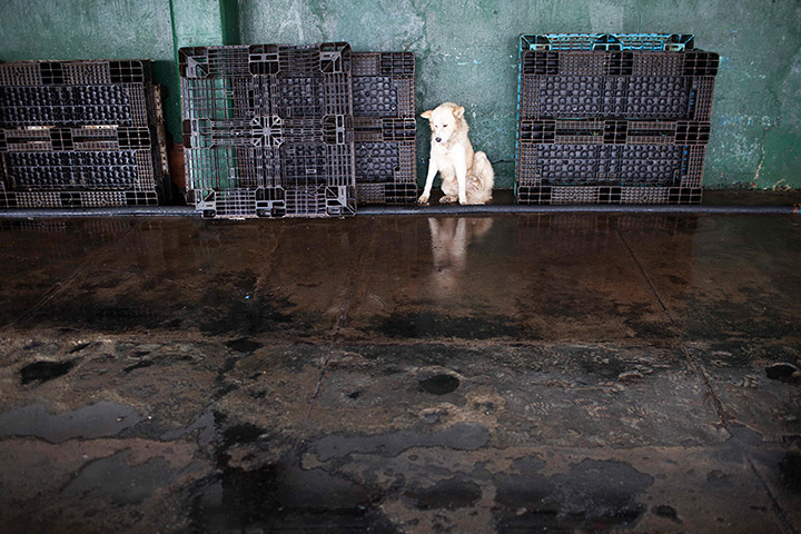 FTA: Rodrigo Abd: A dog waits for its owner 
