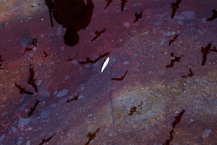 FTA: Rodrigo Abd: A single anchovy floats in a pool of water