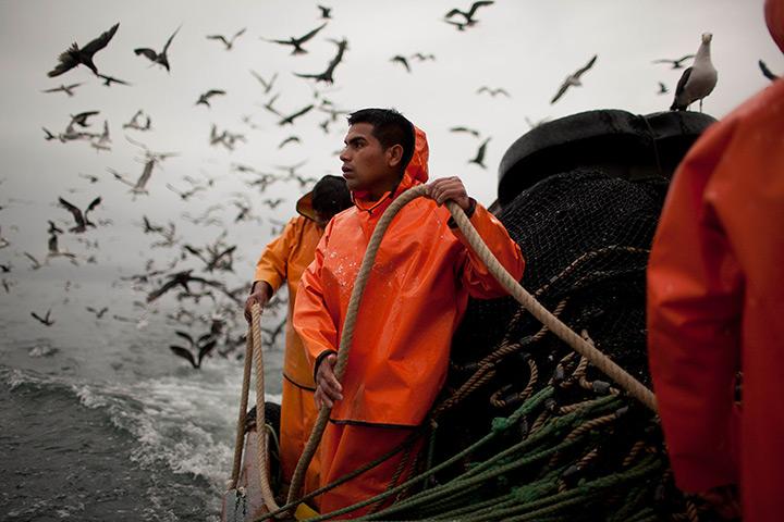 FTA: Rodrigo Abd: Seabirds hover nearby as fishermen sail a boliche off the coast 