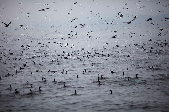 FTA: Rodrigo Abd: Seabirds gather near fishing boats in the Pacific waters