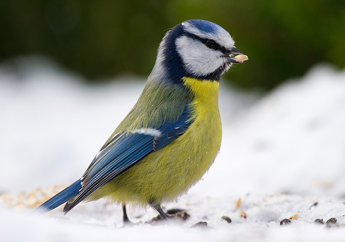 24 hours: Sieversdorf, Germany: A blue tit feeds in a snow-covered garden