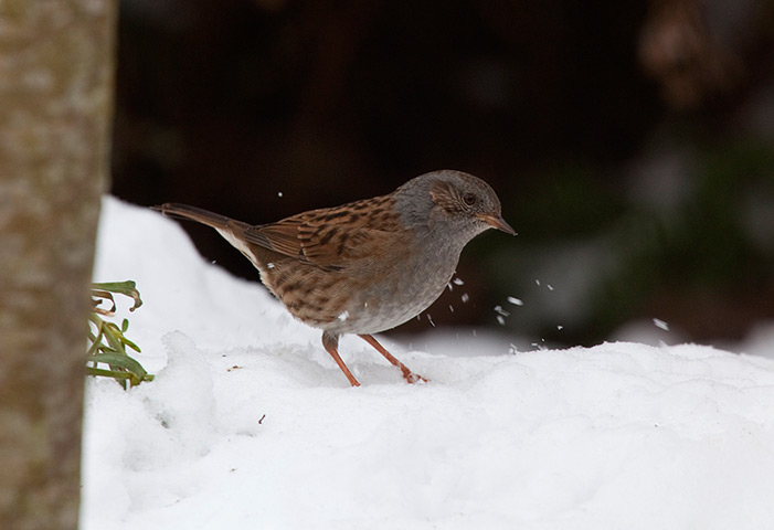Snowy weather: Suffolk A dunnock in the snow in Hoxne