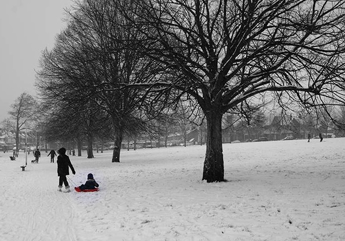readers snow pix: Raised Maple
