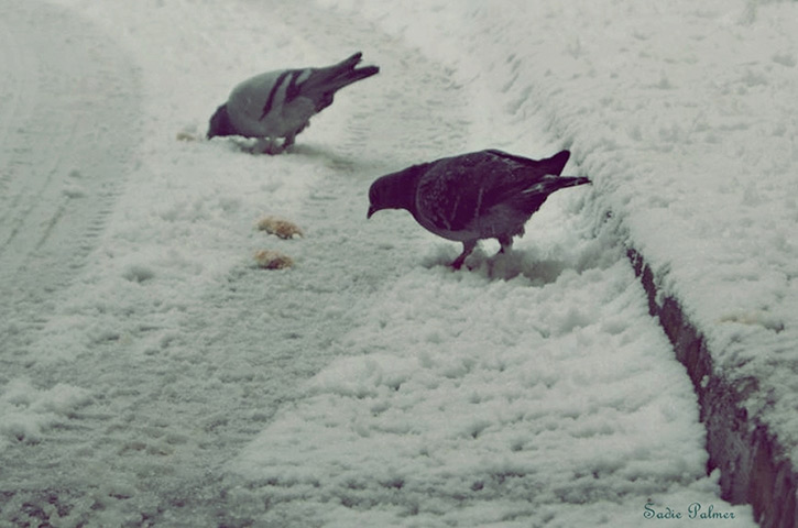 readers snow pix: Scraping a living in Margate Town