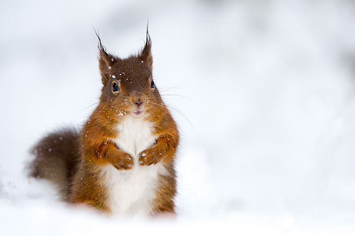 24 hours: Northumberland, UK: A red squirrel in the snow