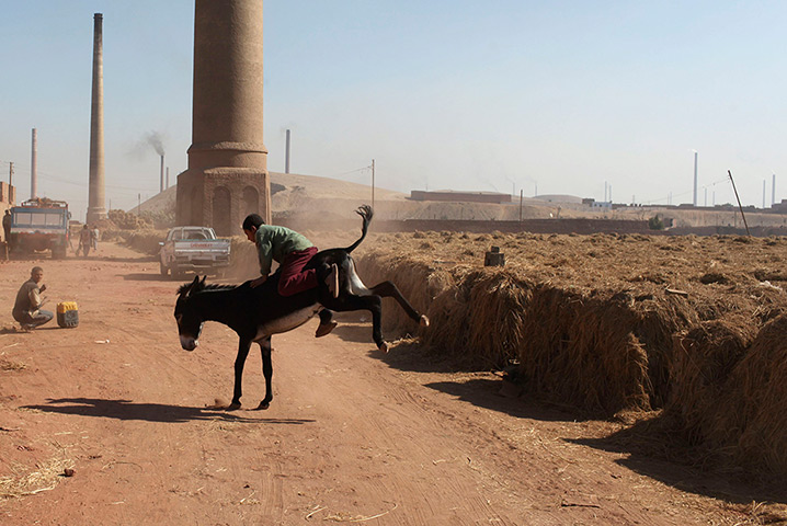 24 hours: Giza, Egypt: A child bricklayer rides on a donkey at a brick factory 
