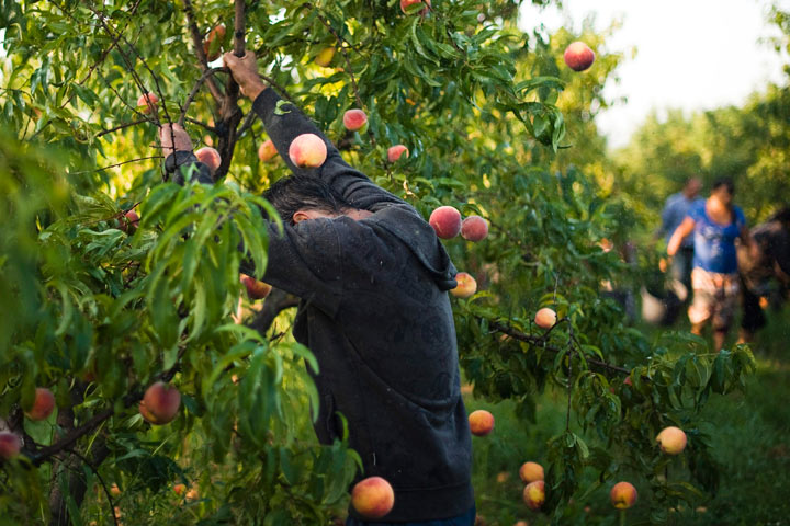 Seasonal Day-Workers in Eastern Hungary