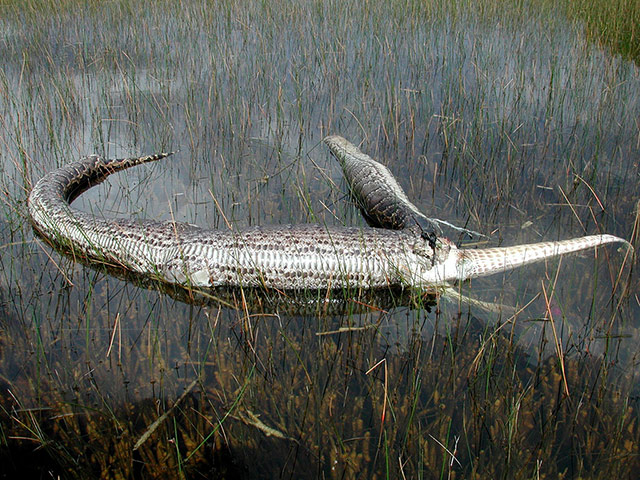 2013 Python Challenge : Burmese python feeding on American Alligator in Everglades National Park