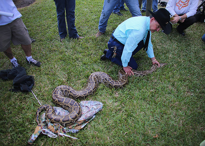 2013 Python Challenge : Hunting Excursions Latest In Effort To Curb Evasive Snake Population